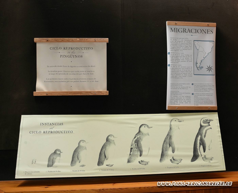 Punta Tombo Pinguinkolonie Argentinien