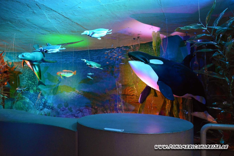 Punta Tombo Pinguinkolonie Argentinien