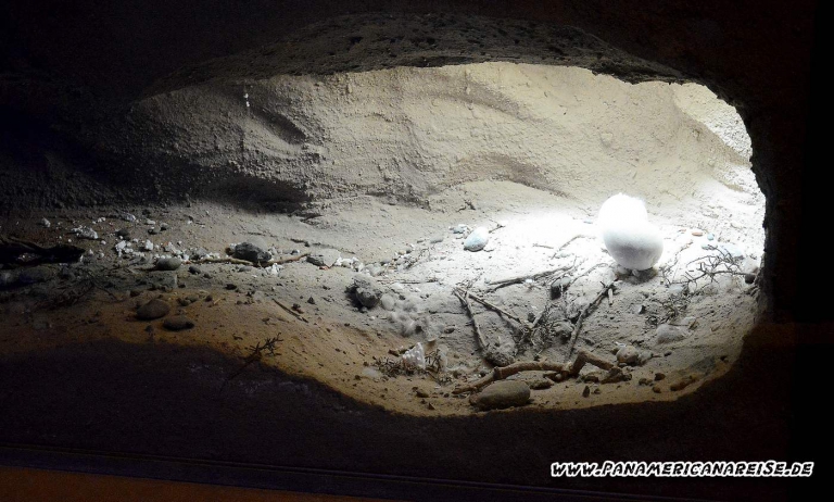 Punta Tombo Pinguinkolonie Argentinien