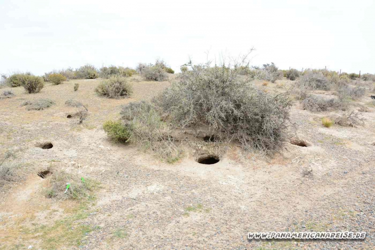 Punta Tombo Pinguinkolonie Argentinien