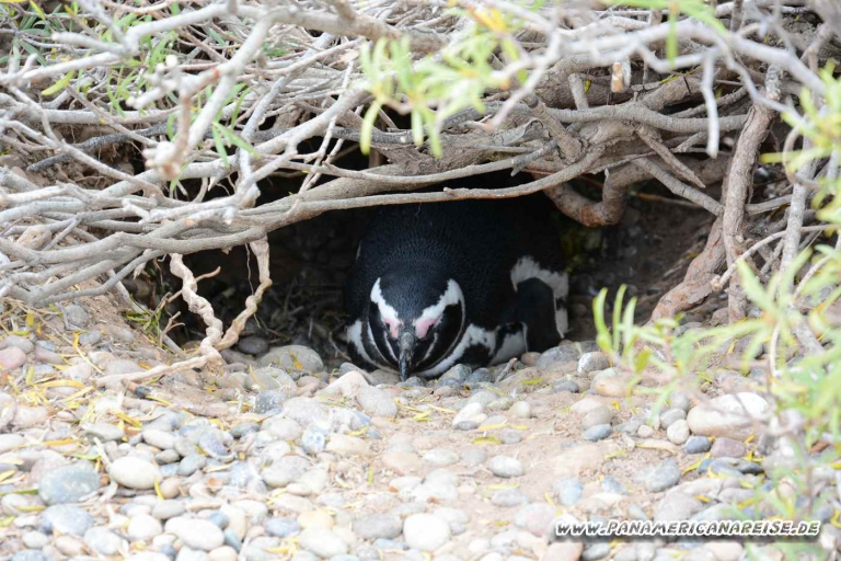 Punta Tombo Pinguinkolonie Argentinien