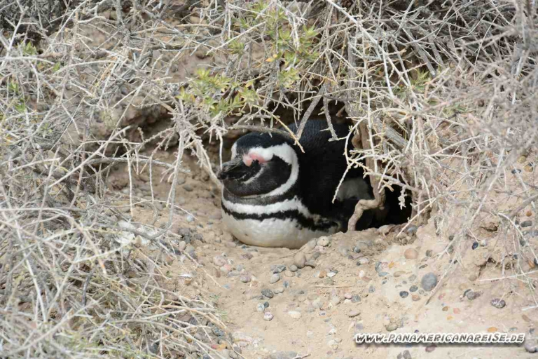 Punta Tombo Pinguinkolonie Argentinien