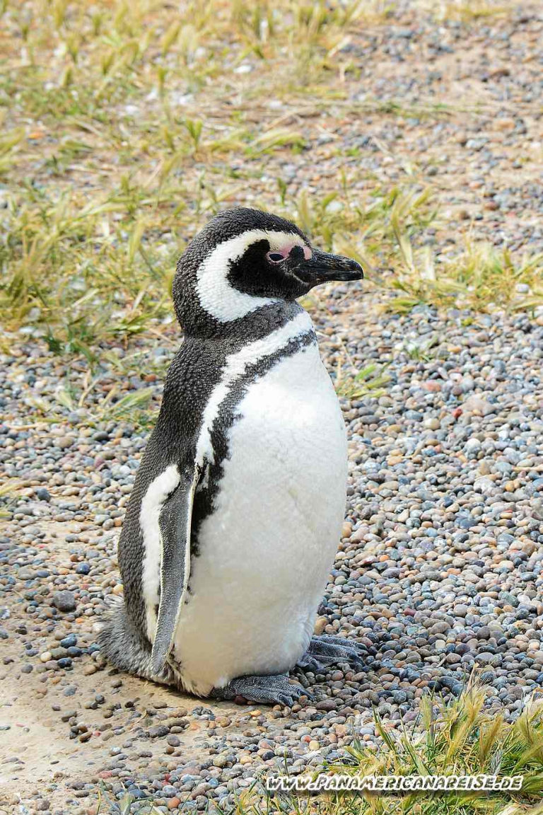 Punta Tombo Pinguinkolonie Argentinien