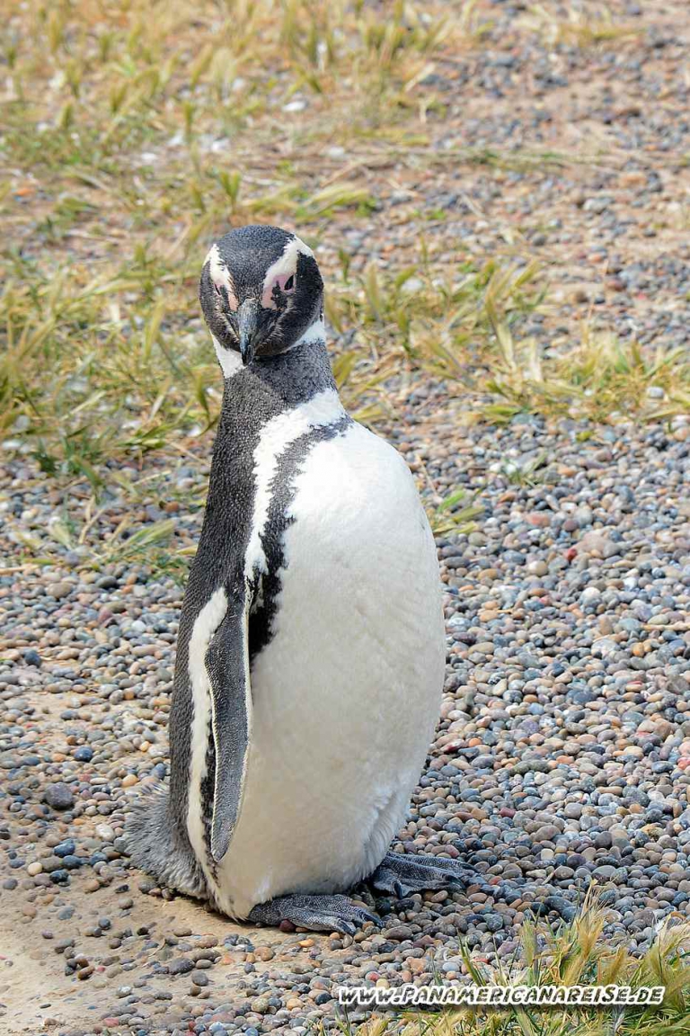 Punta Tombo Pinguinkolonie Argentinien