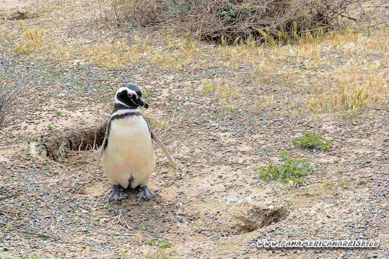 Punta Tombo Pinguinkolonie Argentinien