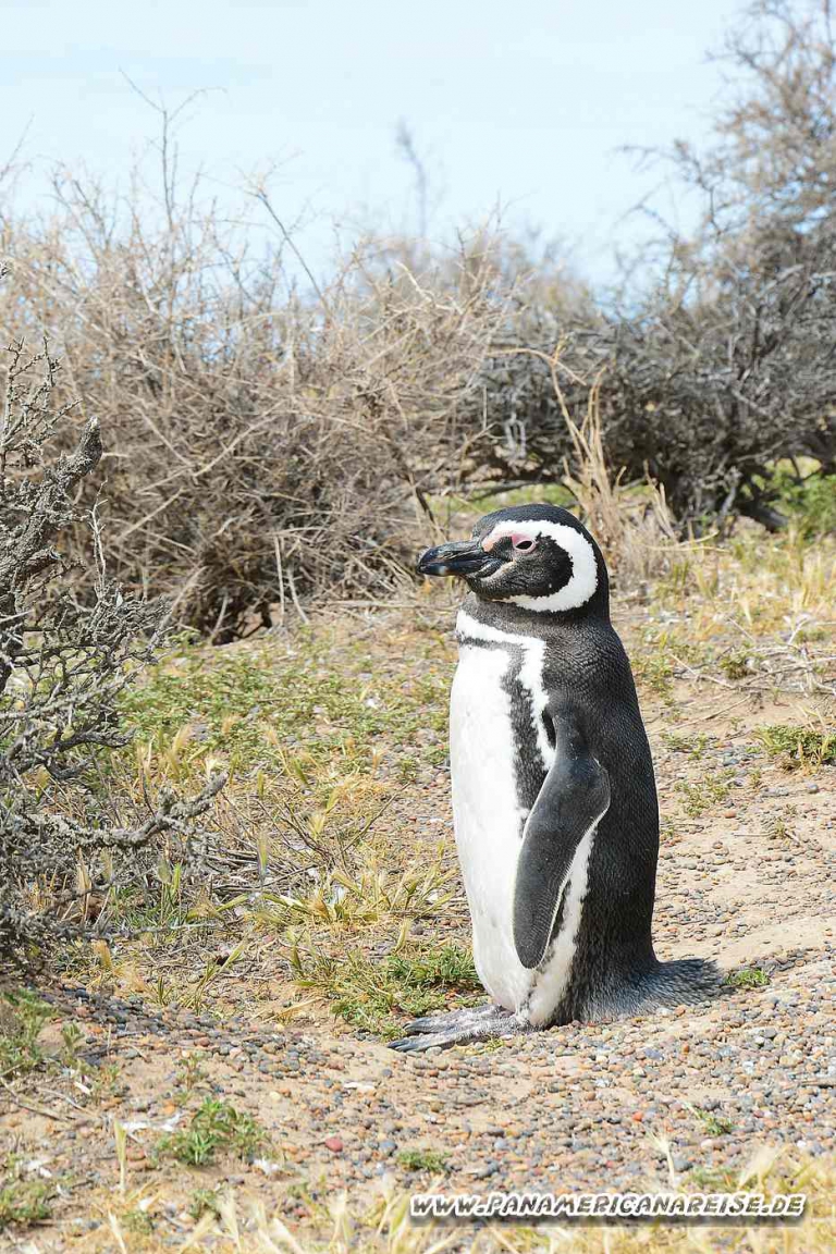 Punta Tombo Pinguinkolonie Argentinien