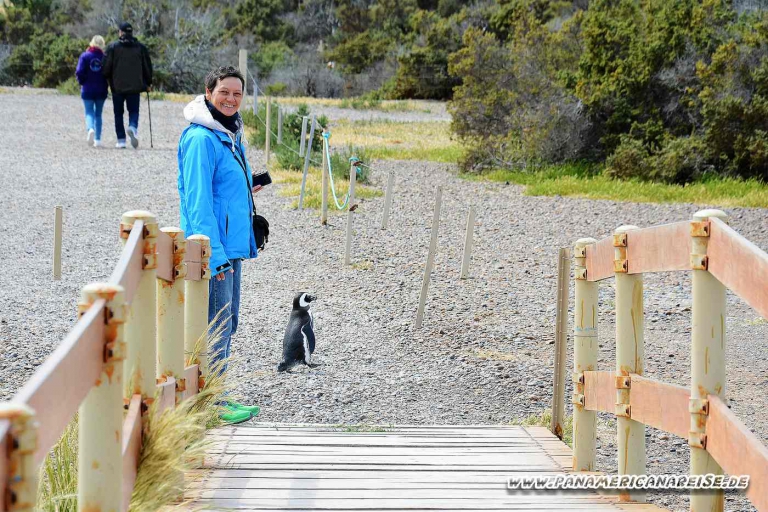 Punta Tombo Pinguinkolonie Argentinien