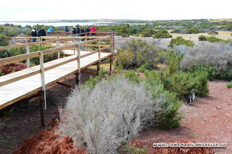 Punta Tombo Pinguinkolonie Argentinien