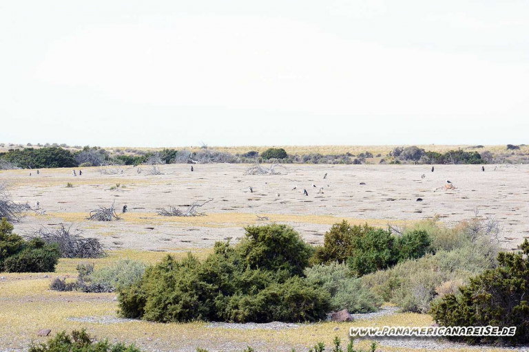 Punta Tombo Pinguinkolonie Argentinien