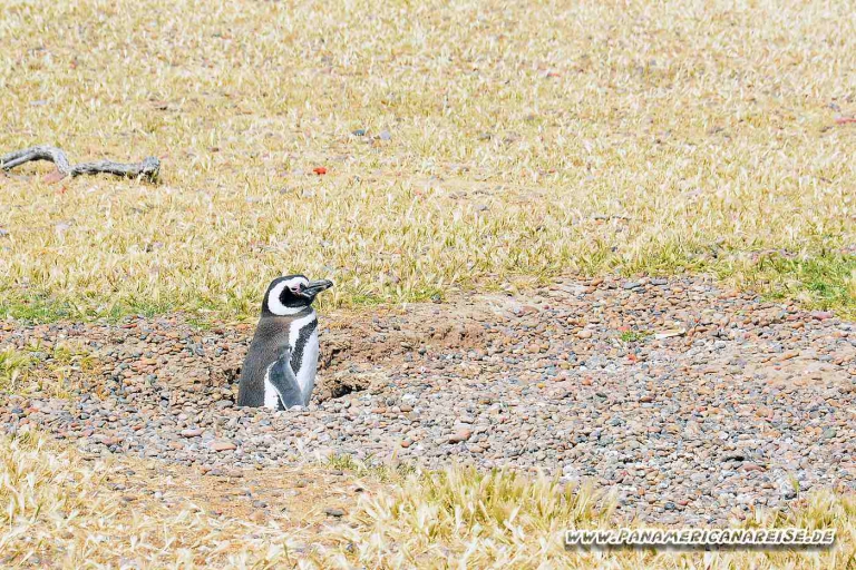 Punta Tombo Pinguinkolonie Argentinien