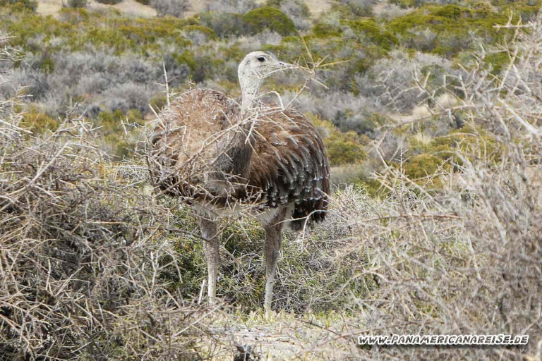 Punta Tombo Pinguinkolonie Argentinien