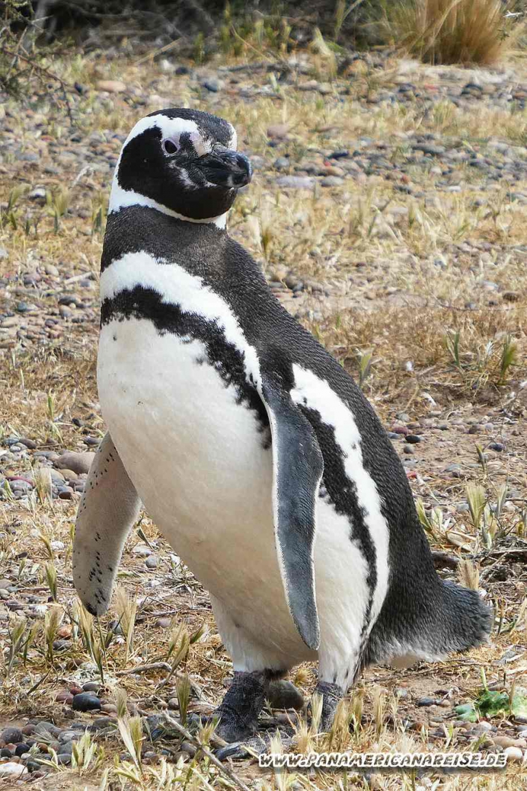 Punta Tombo Pinguinkolonie Argentinien