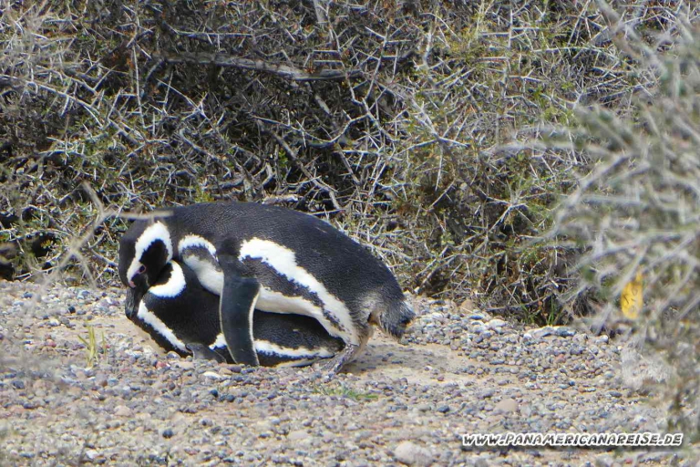 Punta Tombo Pinguinkolonie Argentinien