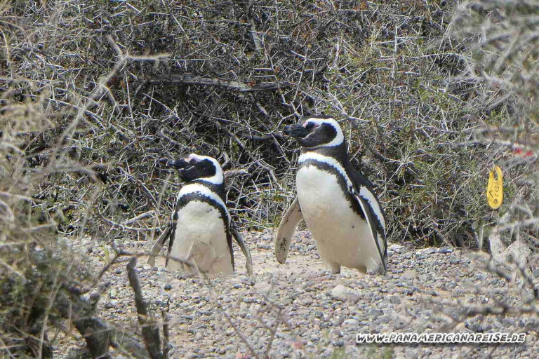 Punta Tombo Pinguinkolonie Argentinien