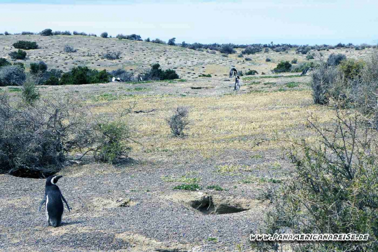 Punta Tombo Pinguinkolonie Argentinien