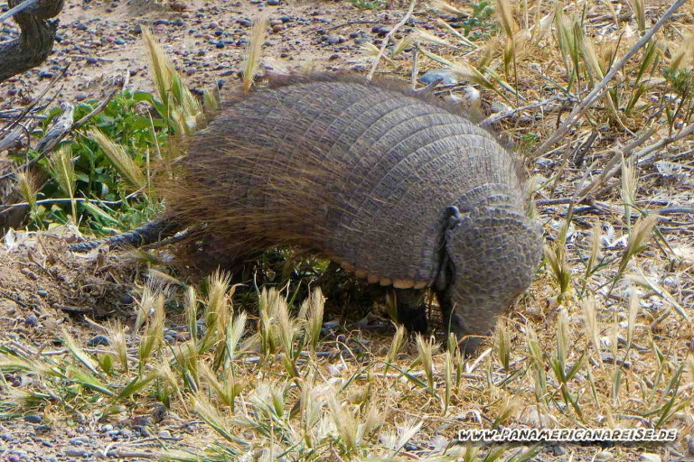 Punta Tombo Pinguinkolonie Argentinien