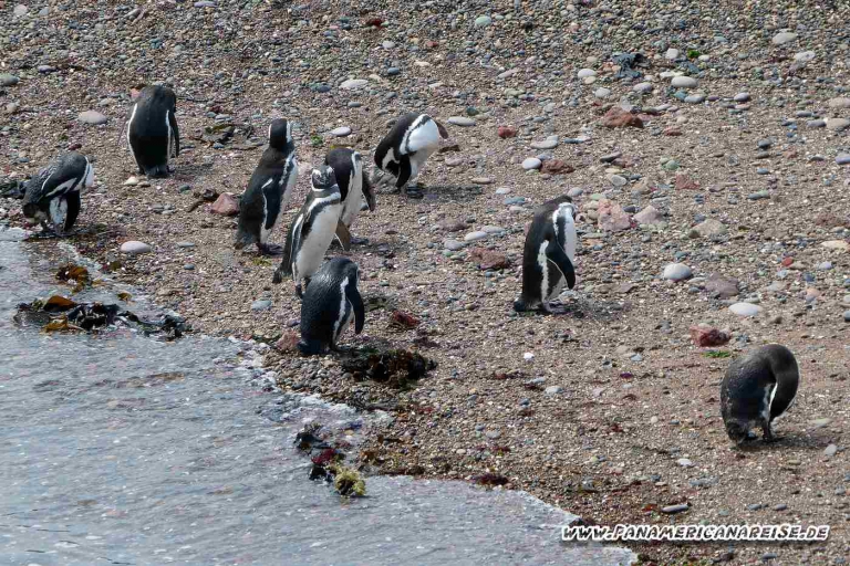 Punta Tombo Pinguinkolonie Argentinien