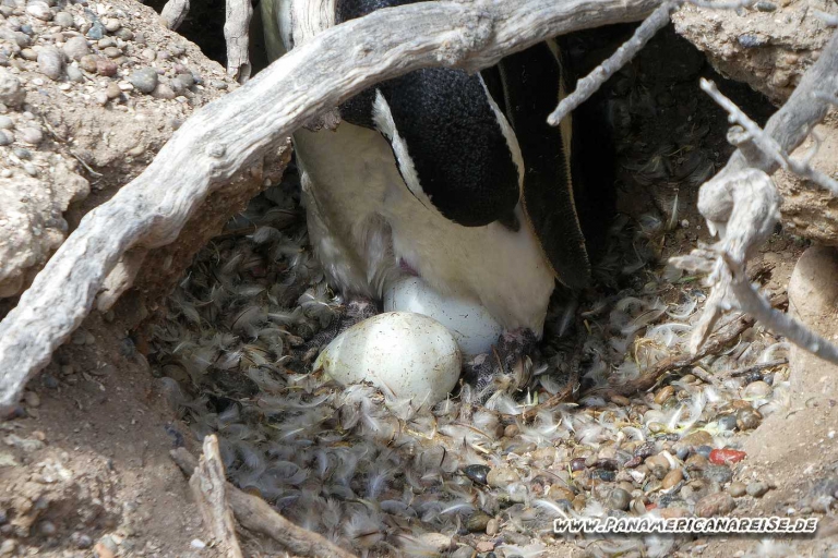 Punta Tombo Pinguinkolonie Argentinien