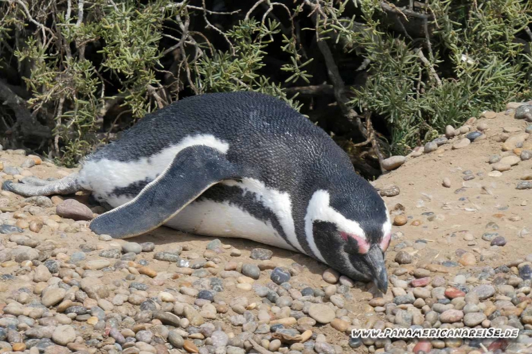 Punta Tombo Pinguinkolonie Argentinien