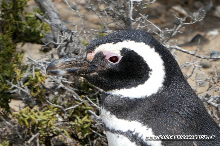 Punta Tombo Pinguinkolonie Argentinien