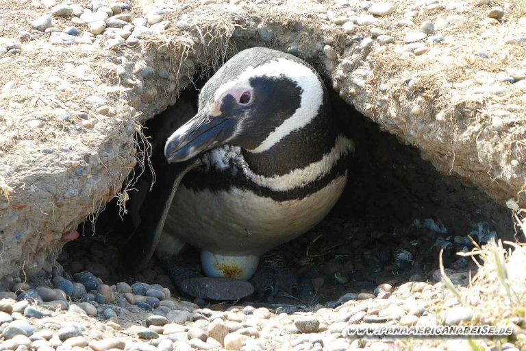 Punta Tombo Pinguinkolonie Argentinien