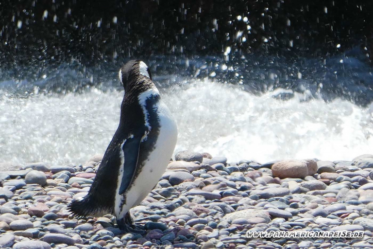 Punta Tombo Pinguinkolonie Argentinien