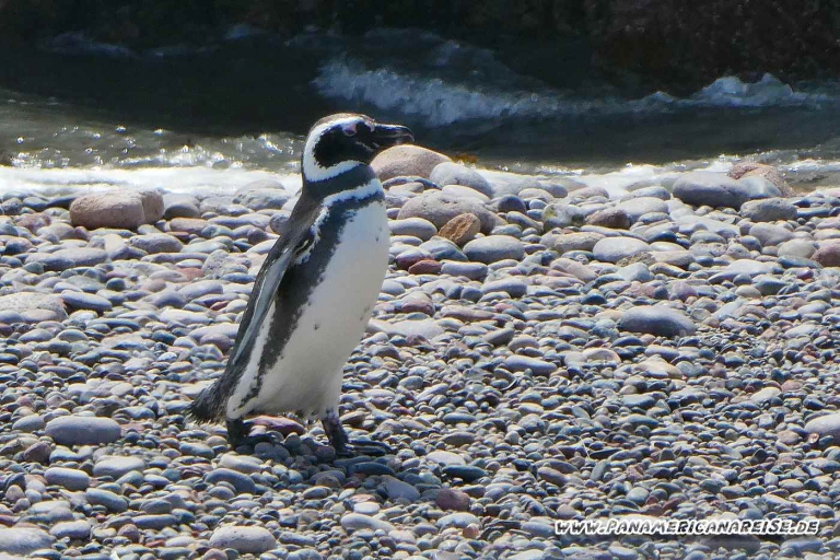 Punta Tombo Pinguinkolonie Argentinien