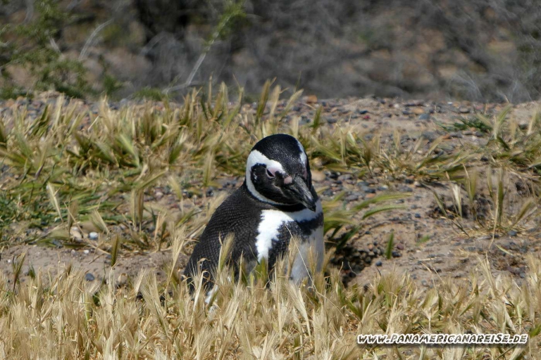 Punta Tombo Pinguinkolonie Argentinien