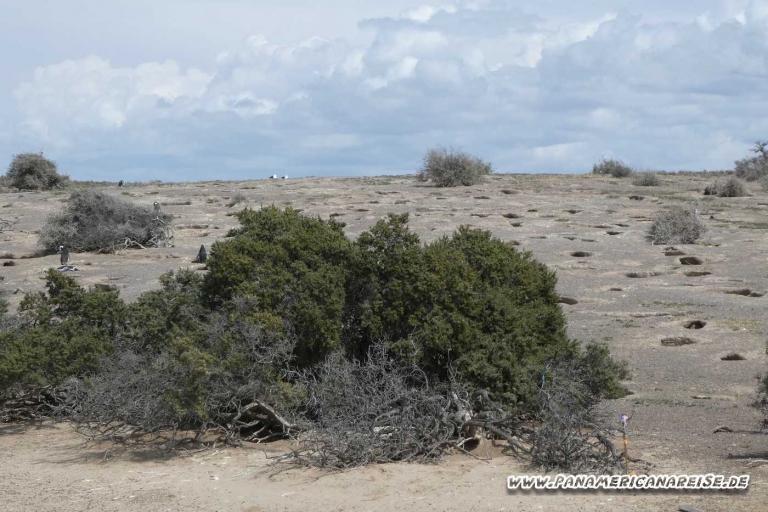 Punta Tombo Pinguinkolonie Argentinien