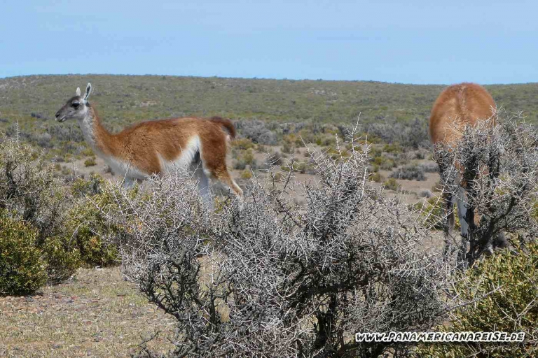 Punta Tombo Pinguinkolonie Argentinien