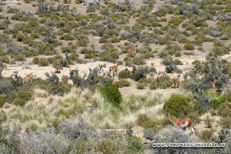 Punta Tombo Pinguinkolonie Argentinien