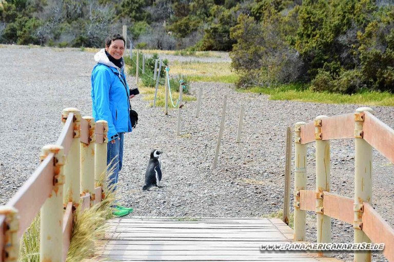 Punta Tombo Pinguinkolonie Argentinien